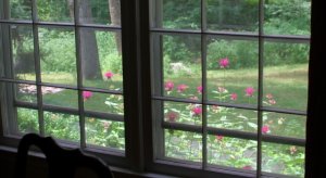 bee balm.jpg bee balm.jpg
