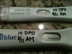 si_cycle1_14dpo_tests.JPG