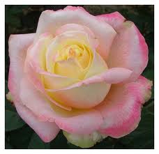 bellaroma rose namesake.jpg