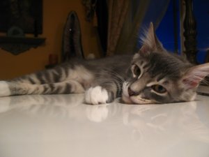 IMG_2703.JPG