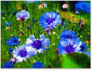 cornflowers.jpg