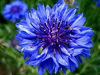 flower_Cornflower.jpg