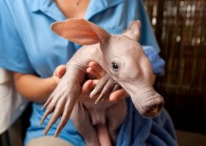 aardvark.jpg