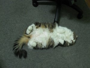 jabba.jpg
