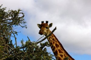 Munching Giraffe.jpg