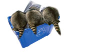 3_Racoons.jpg