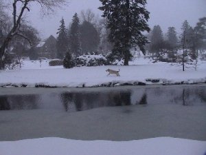 pattysnowdog.jpg
