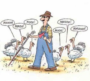 turkey.jpg
