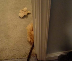Elmo.head.doll.2.jpg