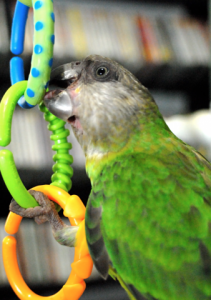baby toy.png