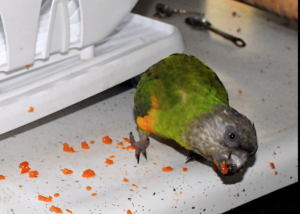 Papaya.png