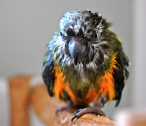 wet.png