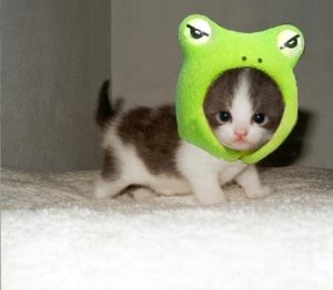 cutest-kitten-hat-ever-13727-1238540322-17[1].jpg