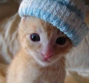 cat2[1].jpg