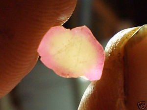pink rind with peach center tourmaline.jpg