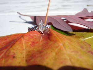 ring7].JPG