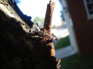 ring13.JPG