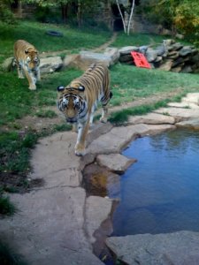 2tigers.jpg
