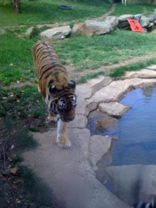 1tiger.jpg
