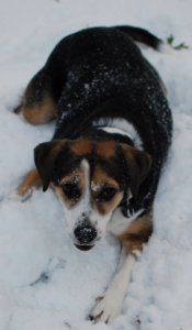 snowy lucy.JPG