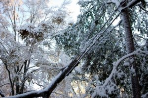 tree on line.JPG