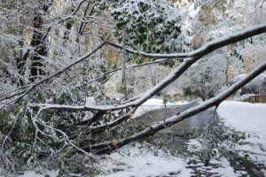tree on road.JPG