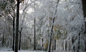 snowy yard.jpg
