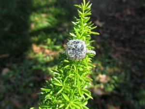 IMG_0111.jpg