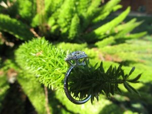 IMG_0222.jpg