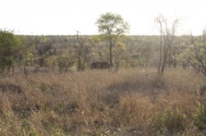 black rhino from distance.JPG