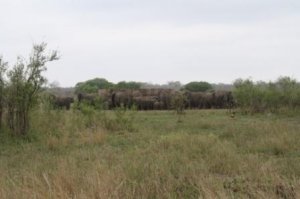 elephants at watering hole.JPG