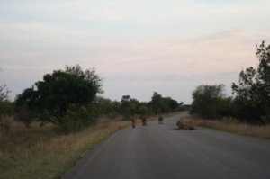 lions in the road.JPG