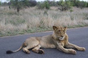 juvenile male lion up close and personal.JPG
