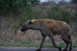 hyena on road. he's ugly.JPG