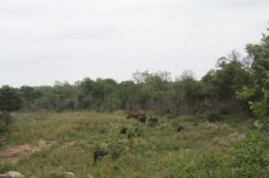elephant herd in river.JPG