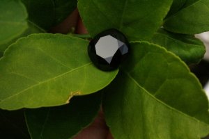 on leaves.jpg