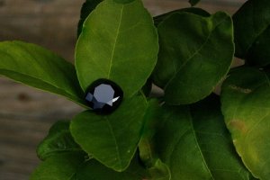 on leaves3.jpg