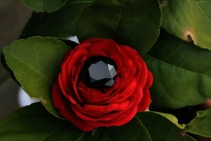 on rose.jpg