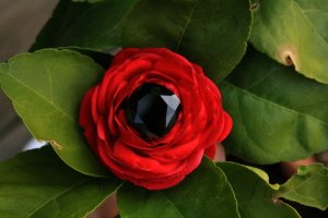 on rose3.jpg