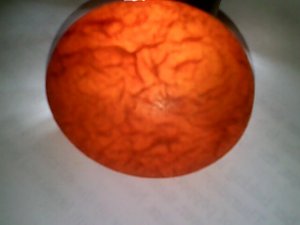 orange 4.jpg
