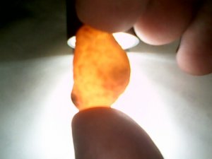 orange yellow.jpg