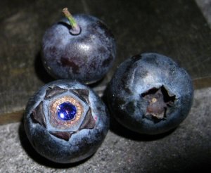 spinelberry1.jpg