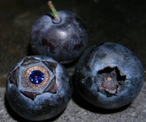 spinelberry2.jpg