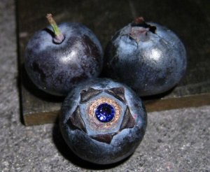 spinelberry3.jpg