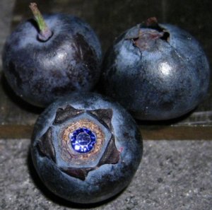 spinelberry4.jpg