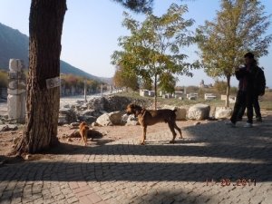 catanddog11.jpg