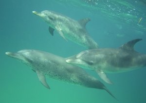 3_dolphins.jpg