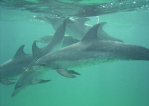 5_dolphins.jpg