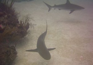 reef_sharks.jpg