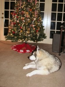 Buck Christmas '2011.jpg